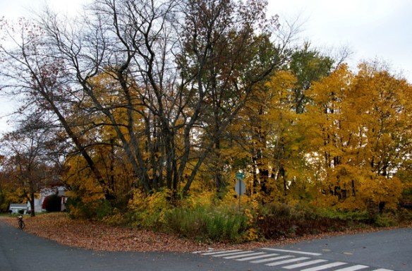 The corner of our lot looking in
