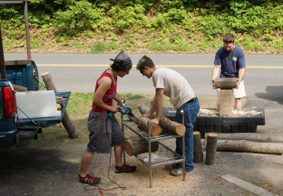 Innoculating logs with mushroom spawn