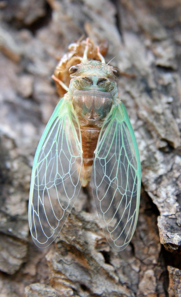 Cicada hatching from larvae?
